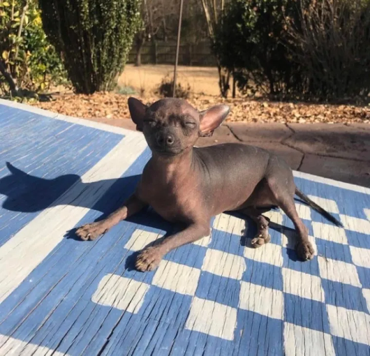 EVO KAKO IZGLEDA ČISTA SREĆA: Kad vam se smuči život od predizborne kampanje, ove 24 slike će vam ga uljep&scaron;ati