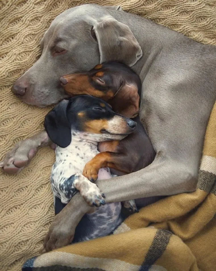 EVO KAKO IZGLEDA ČISTA SREĆA: Kad vam se smuči život od predizborne kampanje, ove 24 slike će vam ga uljep&scaron;ati