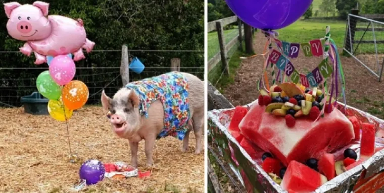 EVO KAKO IZGLEDA ČISTA SREĆA: Kad vam se smuči život od predizborne kampanje, ove 24 slike će vam ga uljep&scaron;ati