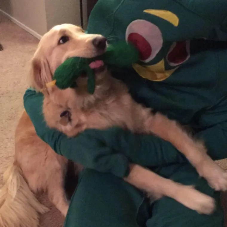 EVO KAKO IZGLEDA ČISTA SREĆA: Kad vam se smuči život od predizborne kampanje, ove 24 slike će vam ga uljep&scaron;ati