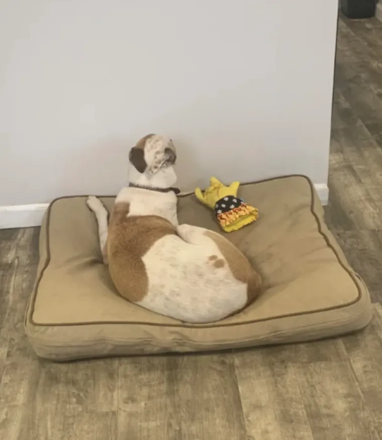 ČETVERONOŽNI PRIJATELJI NASMIJALI SVOJE VLASNIKE: Kamera ih uhvatila u pravom trenutku