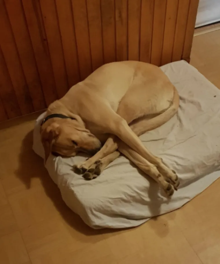 ČETVERONOŽNI PRIJATELJI NASMIJALI SVOJE VLASNIKE: Kamera ih uhvatila u pravom trenutku