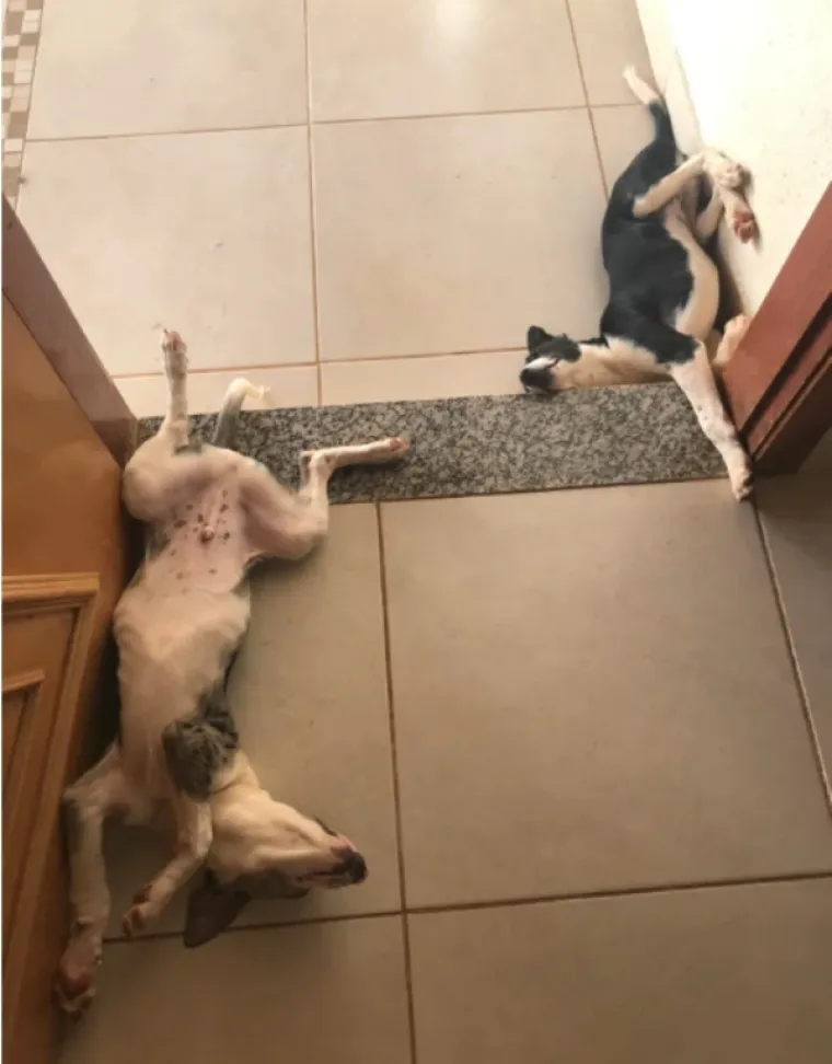 ČETVERONOŽNI PRIJATELJI NASMIJALI SVOJE VLASNIKE: Kamera ih uhvatila u pravom trenutku