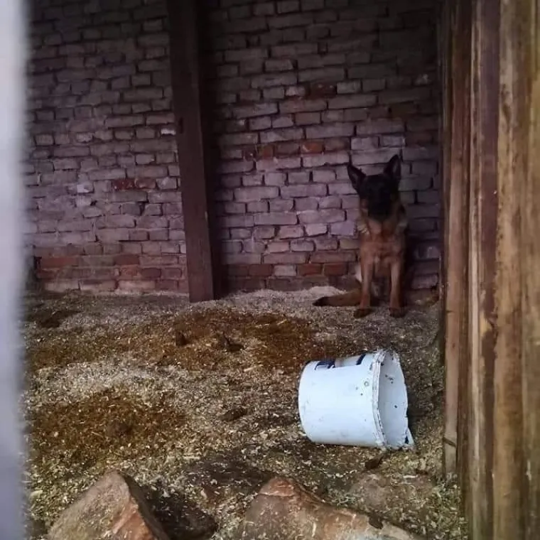 Vlasnik pizzerije na udaru: 'Zlostavlja tri psa, spasite ih!' Djelatnici ga brane: 'Podmeću mu!'