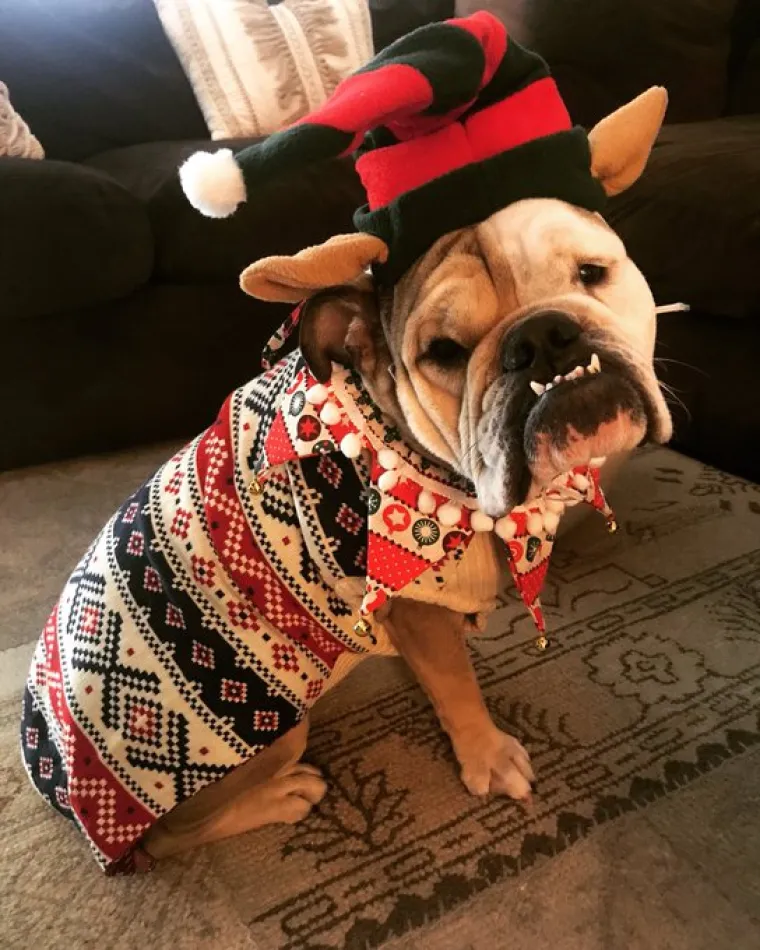 Da postoji nagrada za najčudniji božićni džemper, ovi ljudi bi ju osvojili