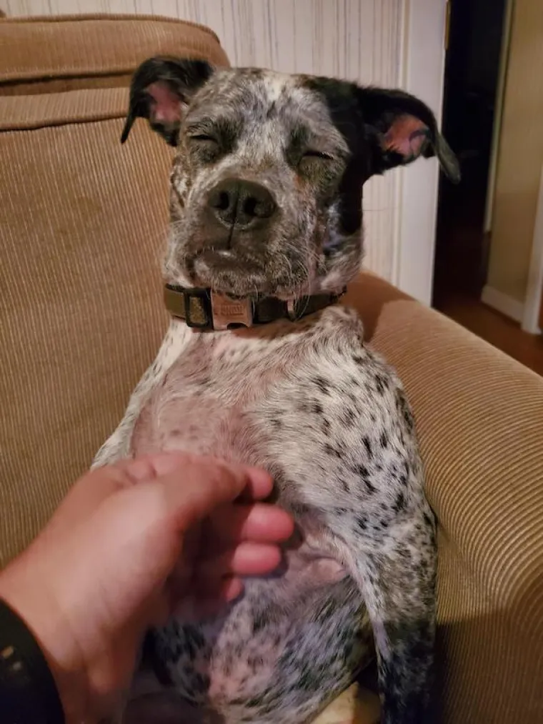 POKAZALI NAJURNEBESNIJE TRENUTKE SA SVOJIM LJUBIMCIMA: Ovi psi pravi su stand-up komičari