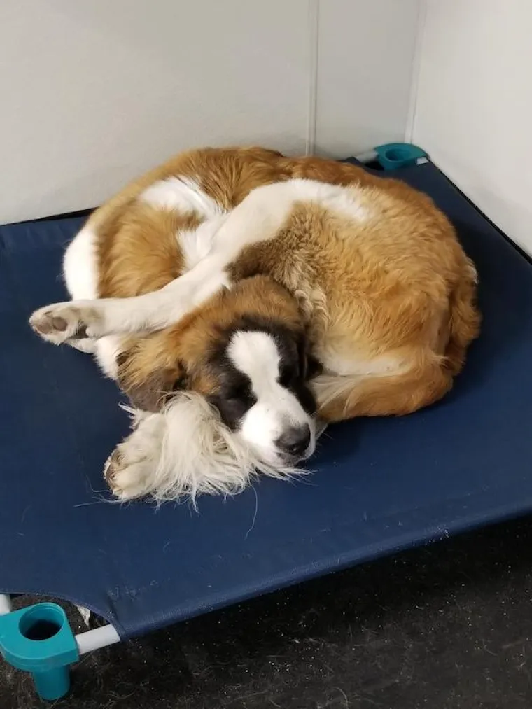 POKAZALI NAJURNEBESNIJE TRENUTKE SA SVOJIM LJUBIMCIMA: Ovi psi pravi su stand-up komičari