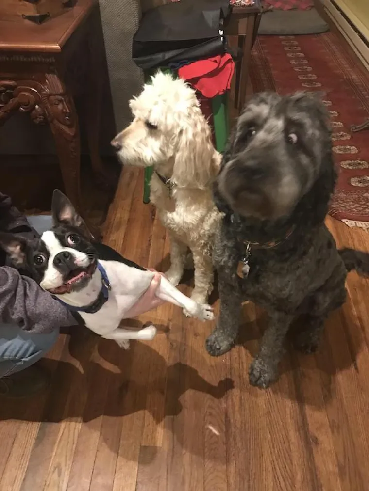 POKAZALI NAJURNEBESNIJE TRENUTKE SA SVOJIM LJUBIMCIMA: Ovi psi pravi su stand-up komičari