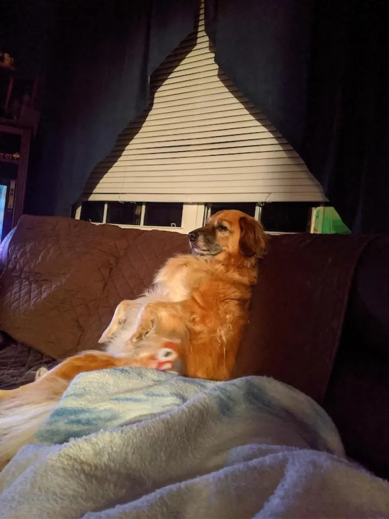 POKAZALI NAJURNEBESNIJE TRENUTKE SA SVOJIM LJUBIMCIMA: Ovi psi pravi su stand-up komičari