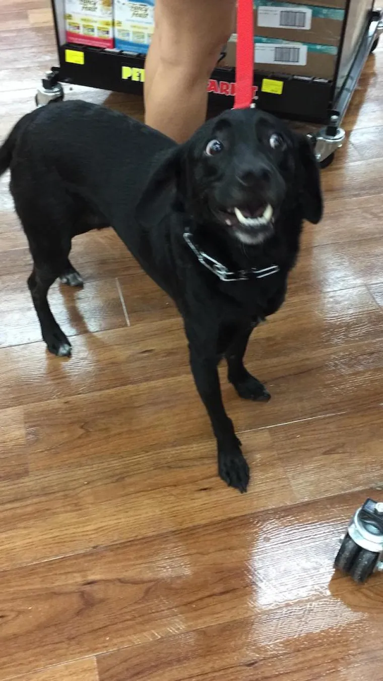 POKAZALI NAJURNEBESNIJE TRENUTKE SA SVOJIM LJUBIMCIMA: Ovi psi pravi su stand-up komičari