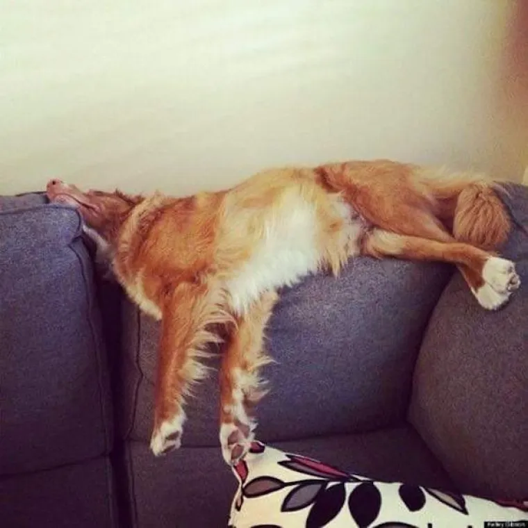 POKAZALI NAJURNEBESNIJE TRENUTKE SA SVOJIM LJUBIMCIMA: Ovi psi pravi su stand-up komičari