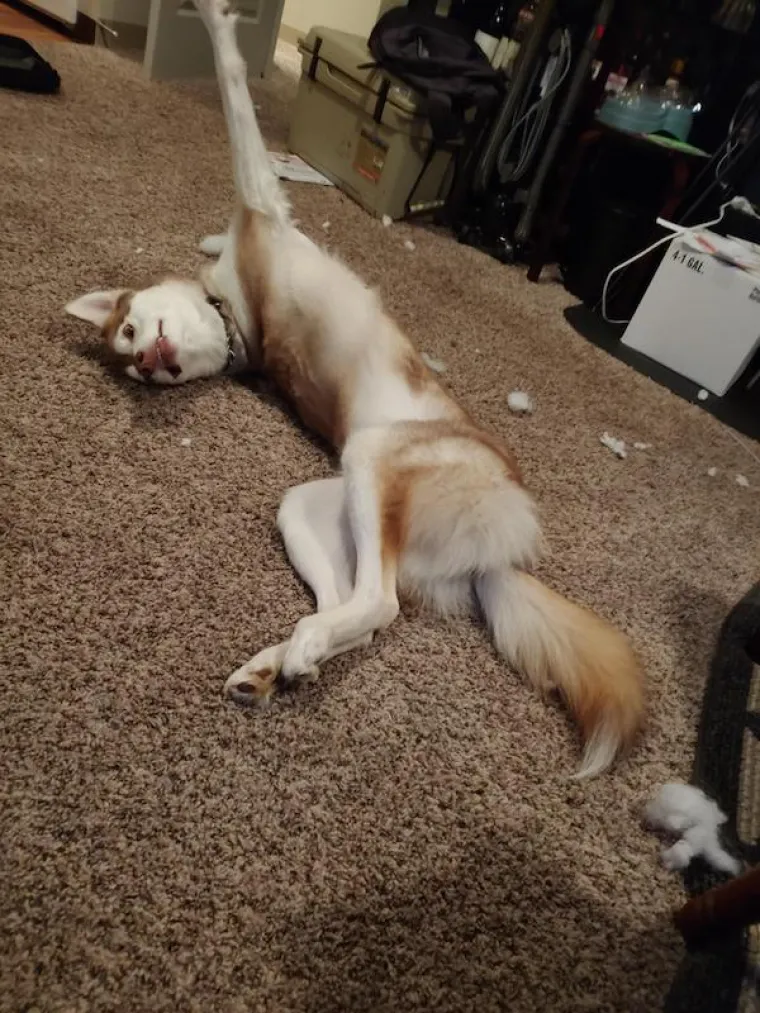 POKAZALI NAJURNEBESNIJE TRENUTKE SA SVOJIM LJUBIMCIMA: Ovi psi pravi su stand-up komičari