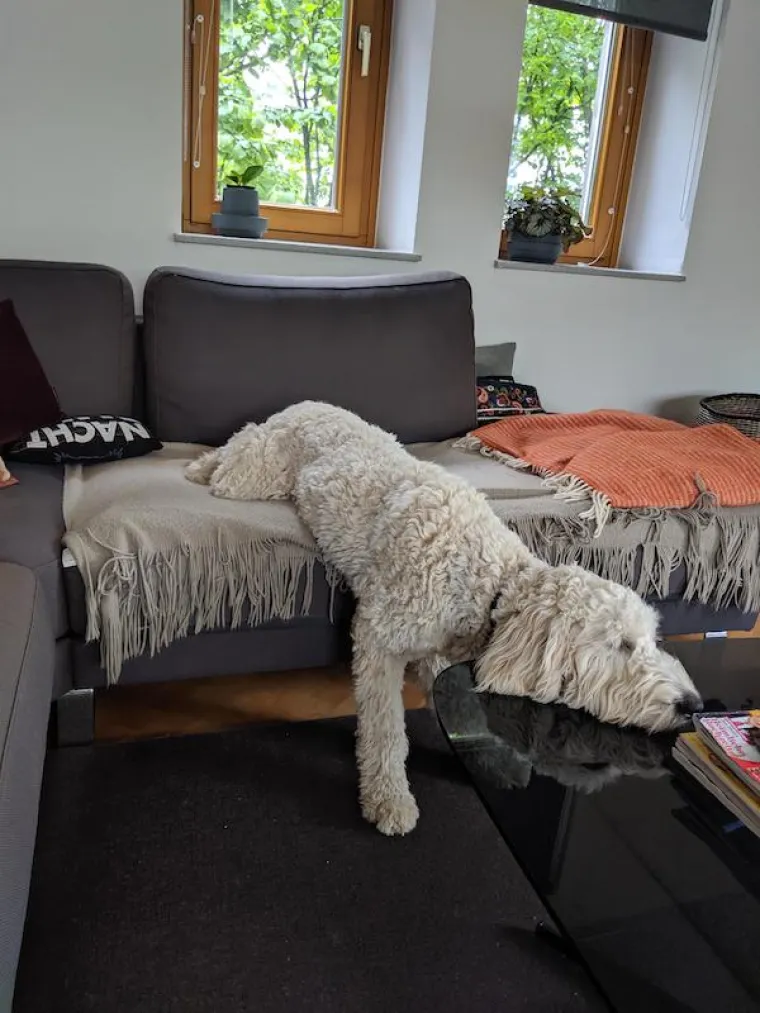 POKAZALI NAJURNEBESNIJE TRENUTKE SA SVOJIM LJUBIMCIMA: Ovi psi pravi su stand-up komičari