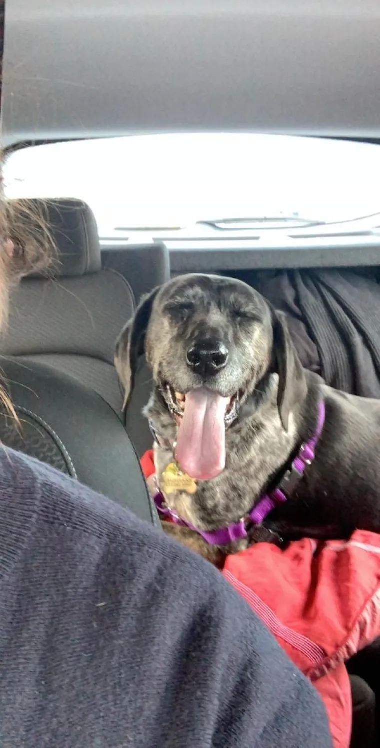 POKAZALI NAJURNEBESNIJE TRENUTKE SA SVOJIM LJUBIMCIMA: Ovi psi pravi su stand-up komičari