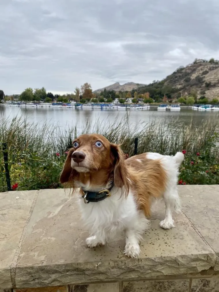 POKAZALI NAJURNEBESNIJE TRENUTKE SA SVOJIM LJUBIMCIMA: Ovi psi pravi su stand-up komičari