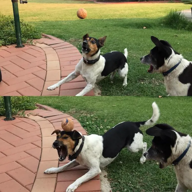 POKAZALI NAJURNEBESNIJE TRENUTKE SA SVOJIM LJUBIMCIMA: Ovi psi pravi su stand-up komičari