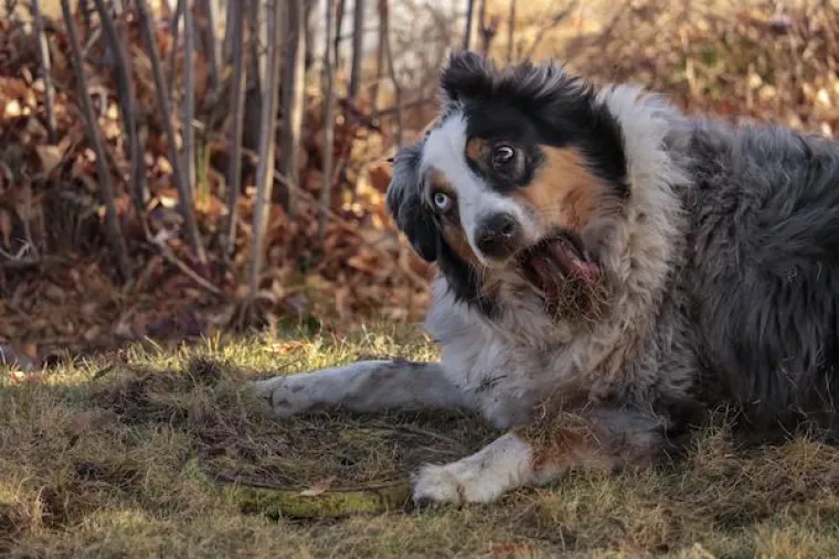 POKAZALI NAJURNEBESNIJE TRENUTKE SA SVOJIM LJUBIMCIMA: Ovi psi pravi su stand-up komičari