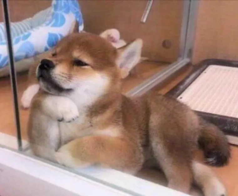 POKAZALI NAJURNEBESNIJE TRENUTKE SA SVOJIM LJUBIMCIMA: Ovi psi pravi su stand-up komičari