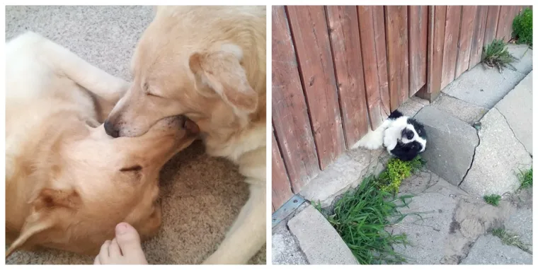 Psi kao stand-up komičari: Vlasnici podijelili humoristične trenutke sa svojim ljubimcima