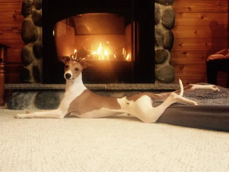 Psi kao stand-up komičari: Vlasnici podijelili humoristične trenutke sa svojim ljubimcima