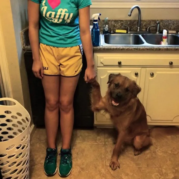 Psi kao stand-up komičari: Vlasnici podijelili humoristične trenutke sa svojim ljubimcima