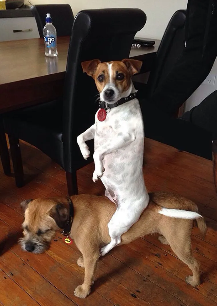 Psi kao stand-up komičari: Vlasnici podijelili humoristične trenutke sa svojim ljubimcima