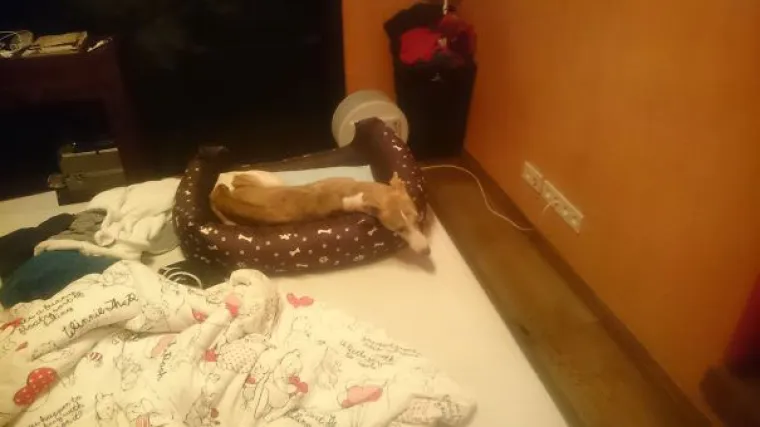 Psi kao stand-up komičari: Vlasnici podijelili humoristične trenutke sa svojim ljubimcima