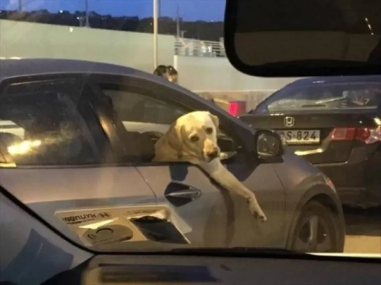 KADA BI ŽIVOTINJE BILE KOMIČARI: Uhvatili ih u najurnebesnijim trenucima