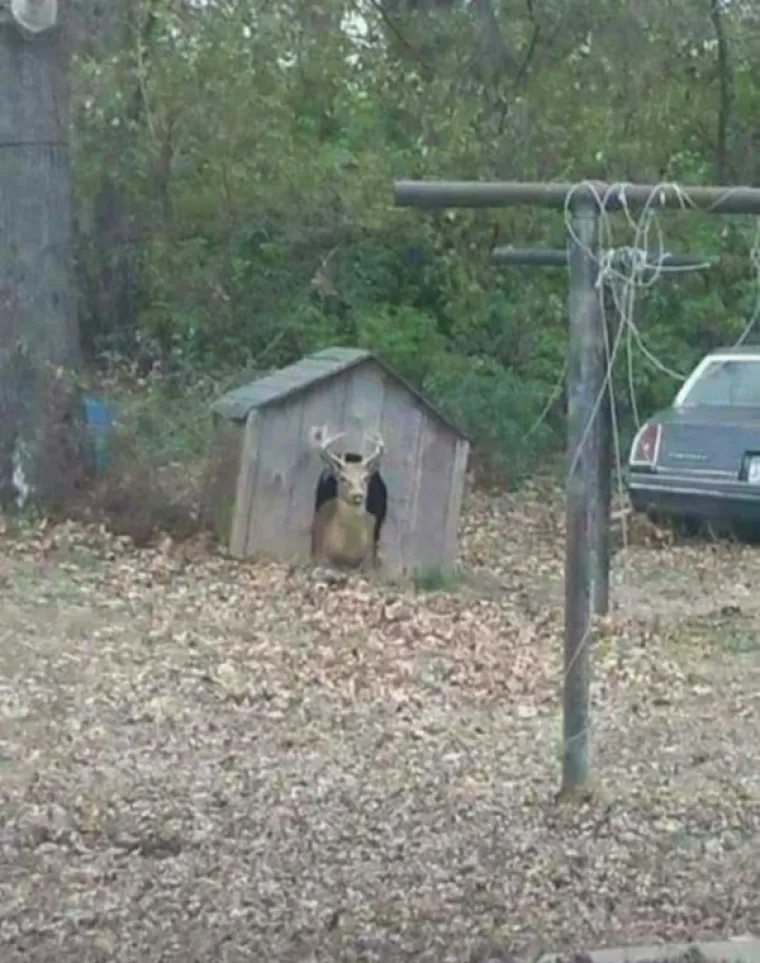 KADA BI ŽIVOTINJE BILE KOMIČARI: Uhvatili ih u najurnebesnijim trenucima