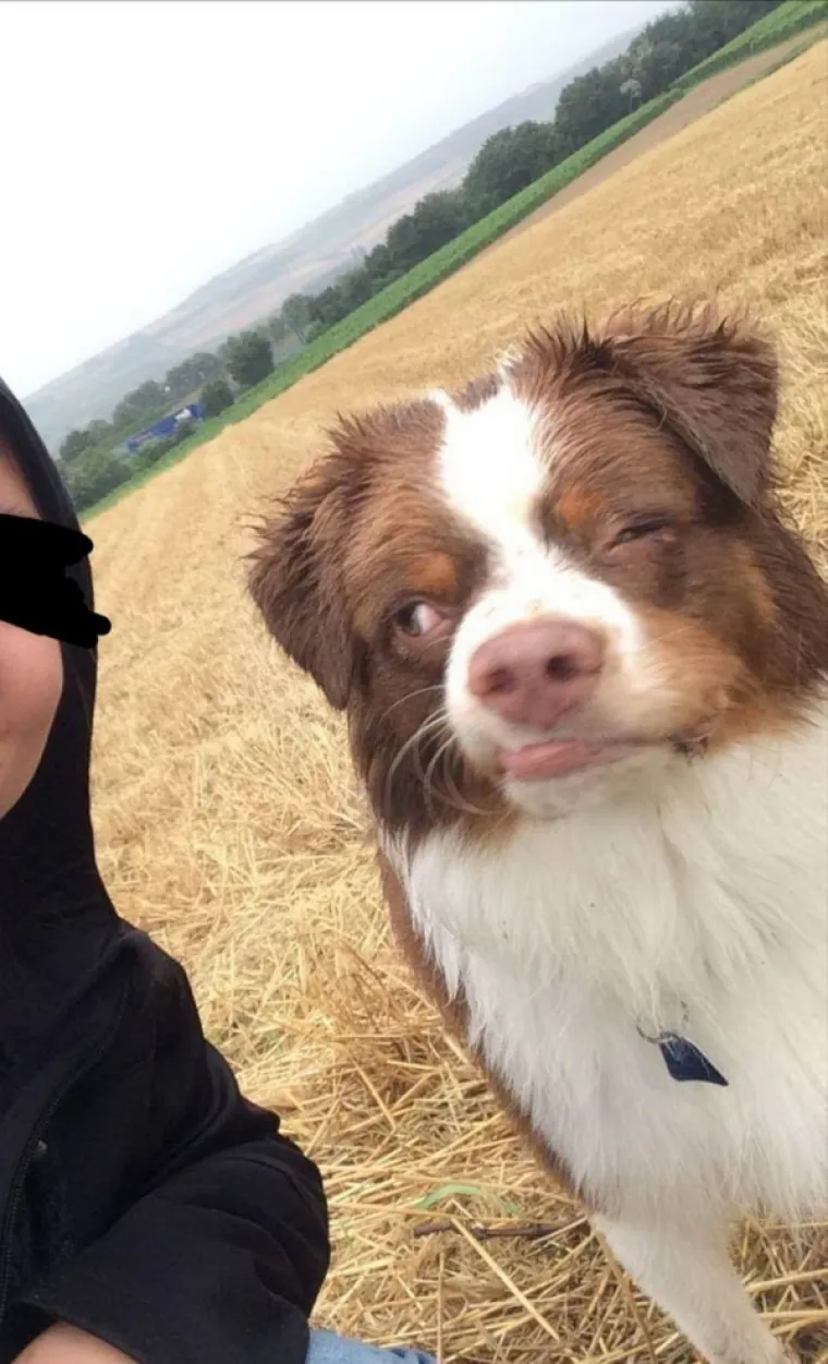 KADA BI ŽIVOTINJE BILE KOMIČARI: Uhvatili ih u najurnebesnijim trenucima