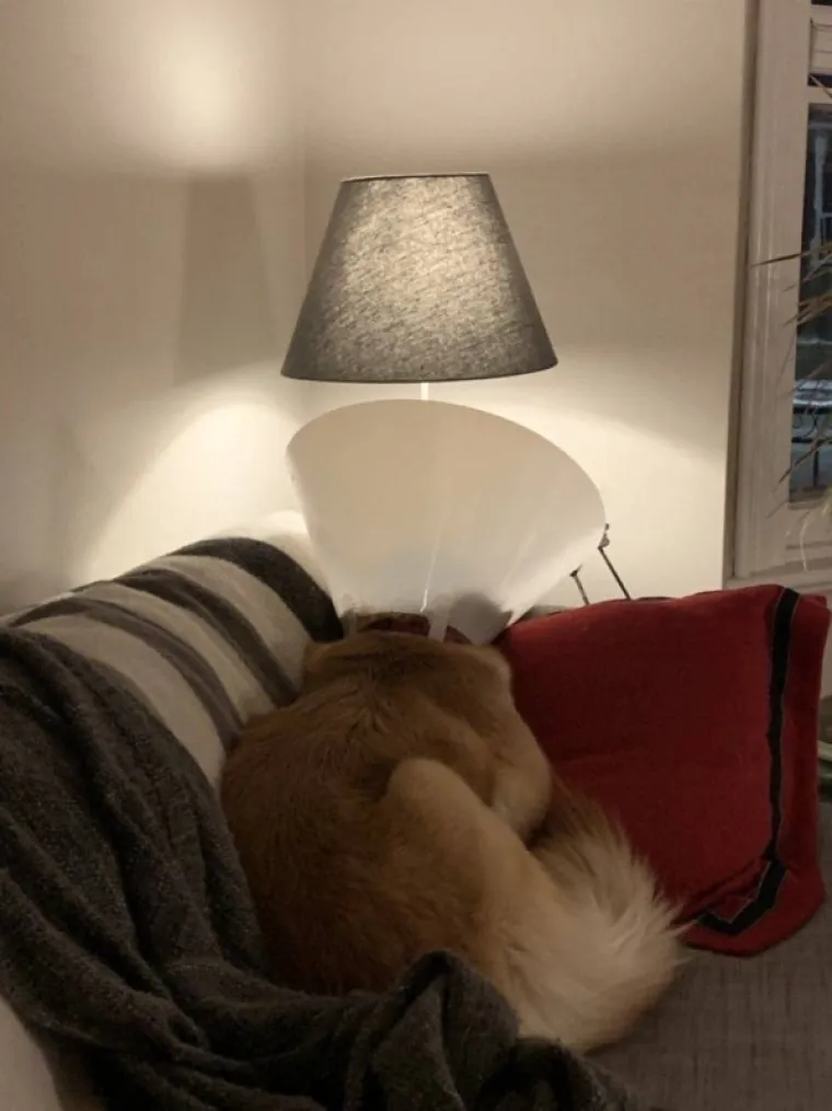 KADA BI ŽIVOTINJE BILE KOMIČARI: Uhvatili ih u najurnebesnijim trenucima