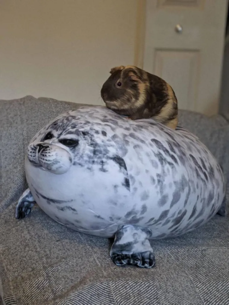 KADA BI ŽIVOTINJE BILE KOMIČARI: Uhvatili ih u najurnebesnijim trenucima