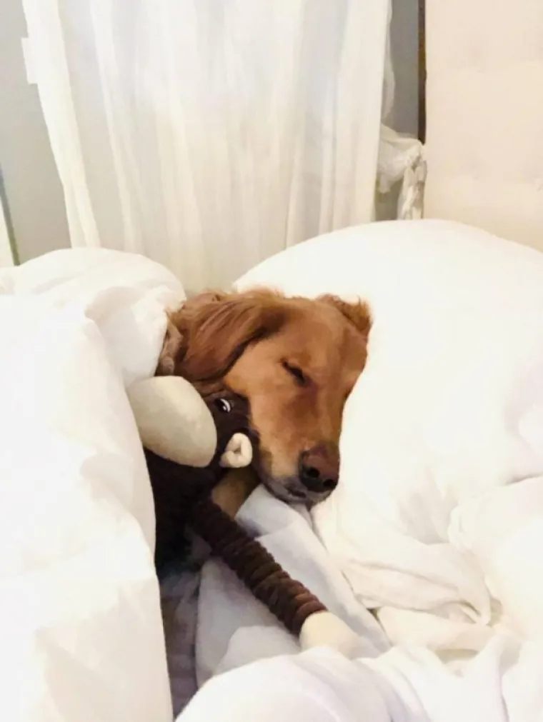 KADA BI ŽIVOTINJE BILE KOMIČARI: Uhvatili ih u najurnebesnijim trenucima