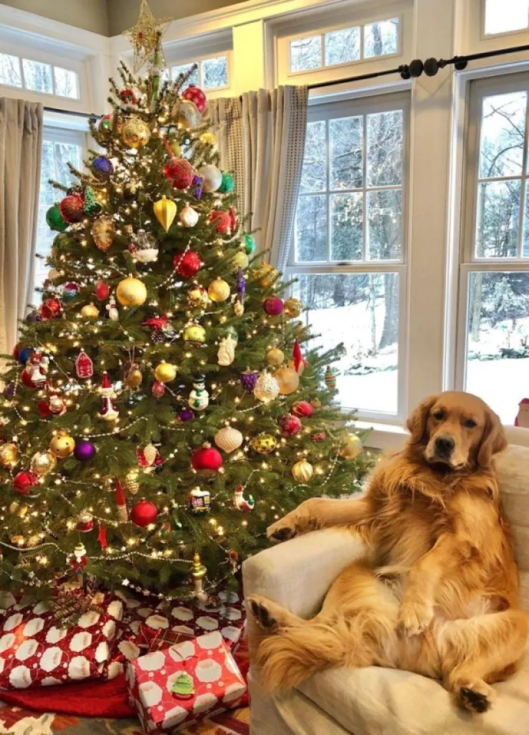 KADA BI ŽIVOTINJE BILE KOMIČARI: Uhvatili ih u najurnebesnijim trenucima