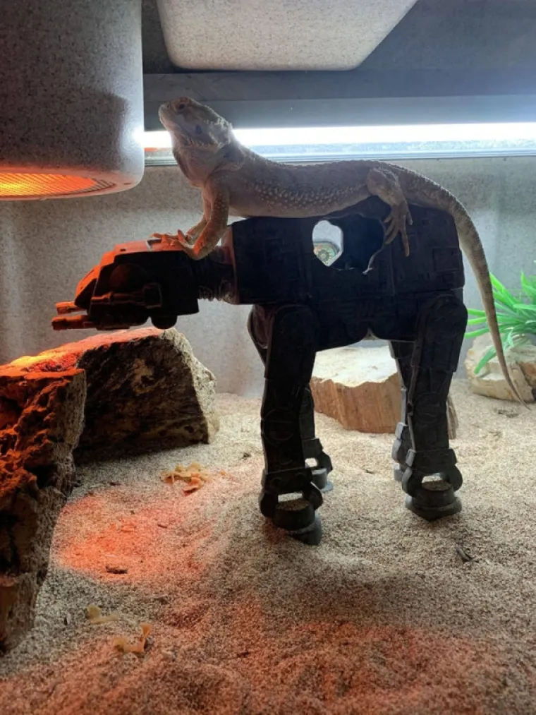 KADA BI ŽIVOTINJE BILE KOMIČARI: Uhvatili ih u najurnebesnijim trenucima