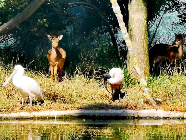 Plodna i vesela 2019: Zoološki vrt u Zagrebu dobio je puno mladunaca ove godine