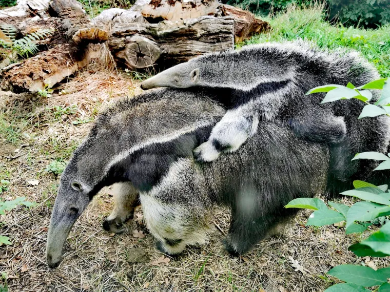 Plodna i vesela 2019: Zoološki vrt u Zagrebu dobio je puno mladunaca ove godine