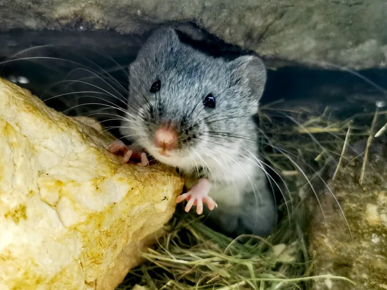Plodna i vesela 2019: Zoološki vrt u Zagrebu dobio je puno mladunaca ove godine