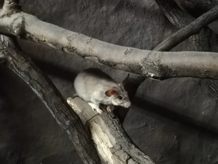 Plodna i vesela 2019: Zoolo&scaron;ki vrt u Zagrebu dobio je puno mladunaca ove godine