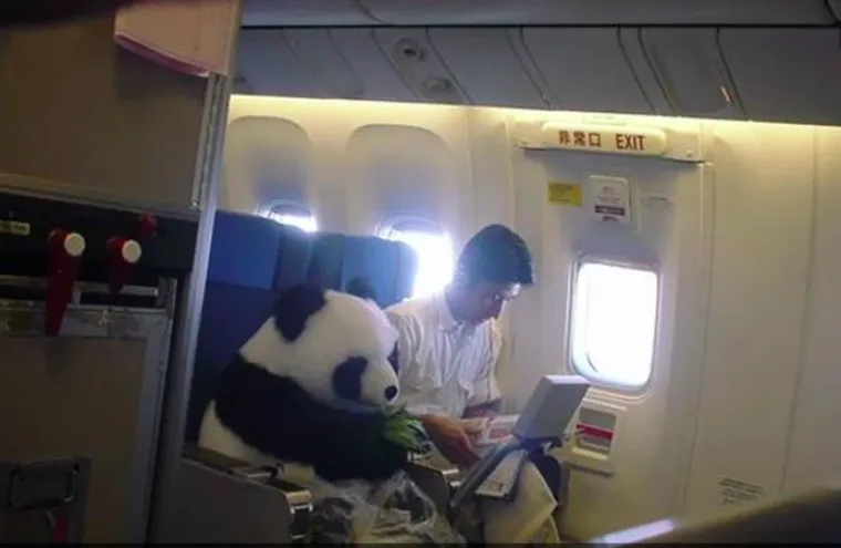 Panda u avionu? Ljudi su slikali čudne prizore u avionima koje su jednostavno morali podjeliti sa drugima
