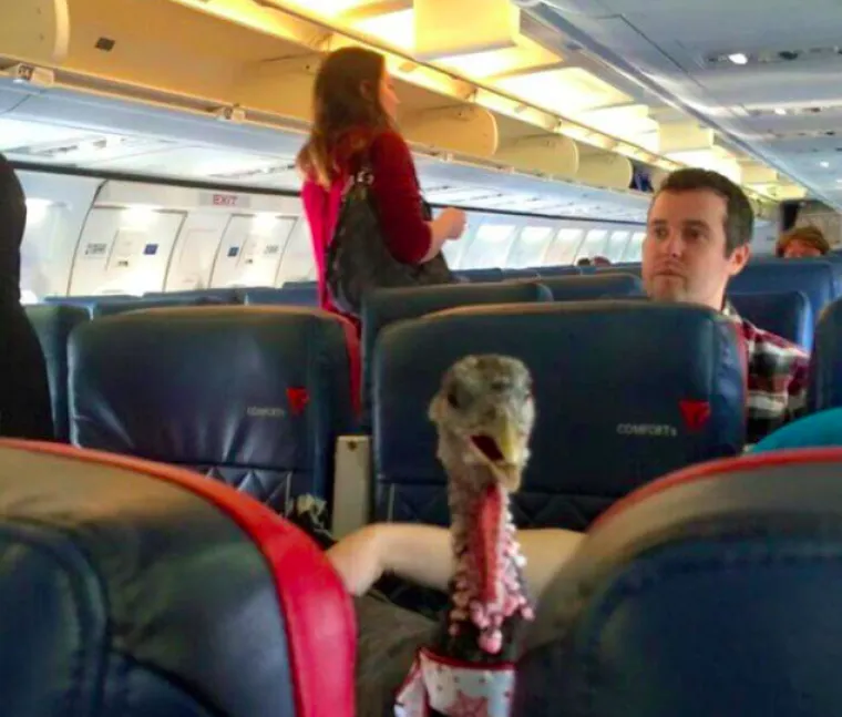 Panda u avionu? Ljudi su slikali čudne prizore u avionima koje su jednostavno morali podjeliti sa drugima