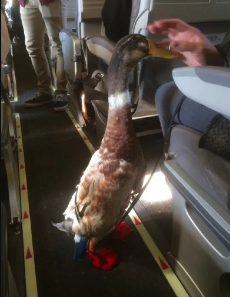 Panda u avionu? Ljudi su slikali čudne prizore u avionima koje su jednostavno morali podjeliti sa drugima