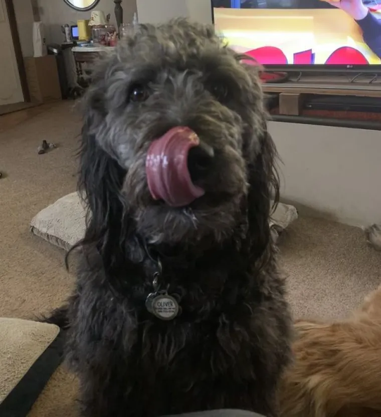 ONI BI ZA HRANU UČINILI DOSLOVNO SVE: Urnebesne fotografije pokazuju o kakvim je žicaro&scaron;ima riječ