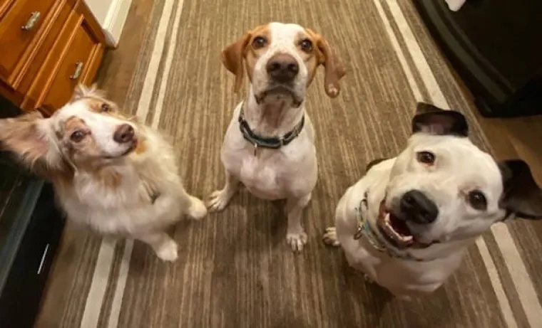 ONI BI ZA HRANU UČINILI DOSLOVNO SVE: Urnebesne fotografije pokazuju o kakvim je žicaro&scaron;ima riječ