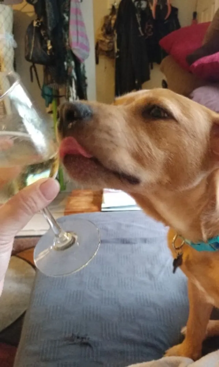 ONI BI ZA HRANU UČINILI DOSLOVNO SVE: Urnebesne fotografije pokazuju o kakvim je žicaro&scaron;ima riječ