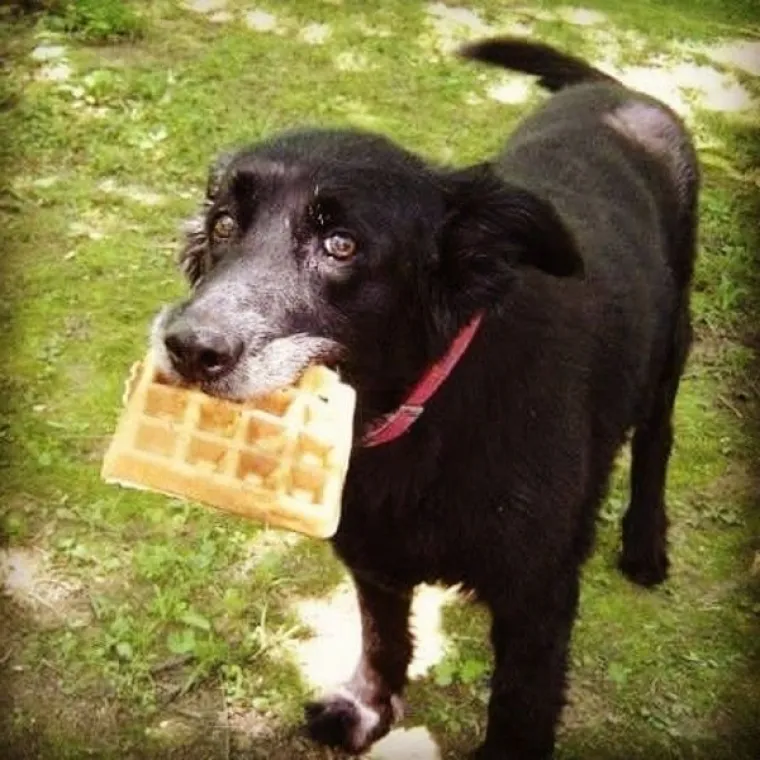 ONI BI ZA HRANU UČINILI DOSLOVNO SVE: Urnebesne fotografije pokazuju o kakvim je žicaro&scaron;ima riječ