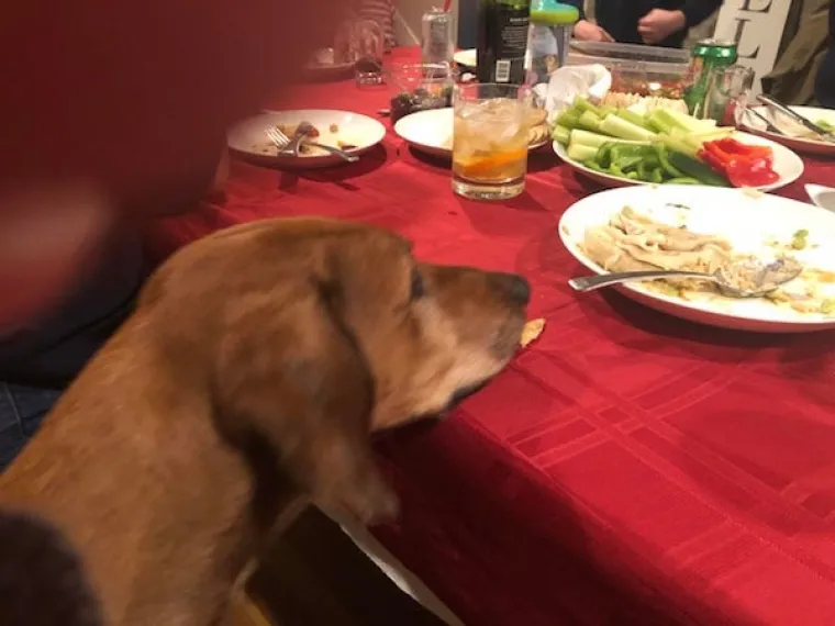 ONI BI ZA HRANU UČINILI DOSLOVNO SVE: Urnebesne fotografije pokazuju o kakvim je žicaro&scaron;ima riječ
