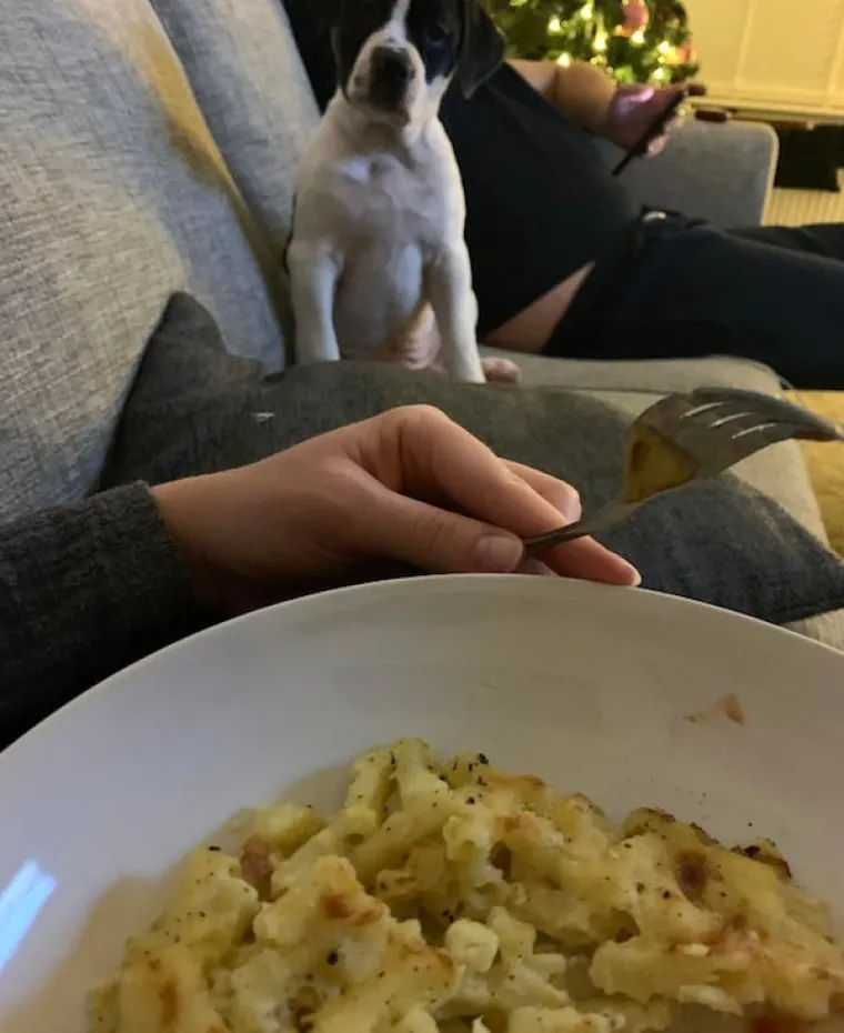 ONI BI ZA HRANU UČINILI DOSLOVNO SVE: Urnebesne fotografije pokazuju o kakvim je žicaro&scaron;ima riječ