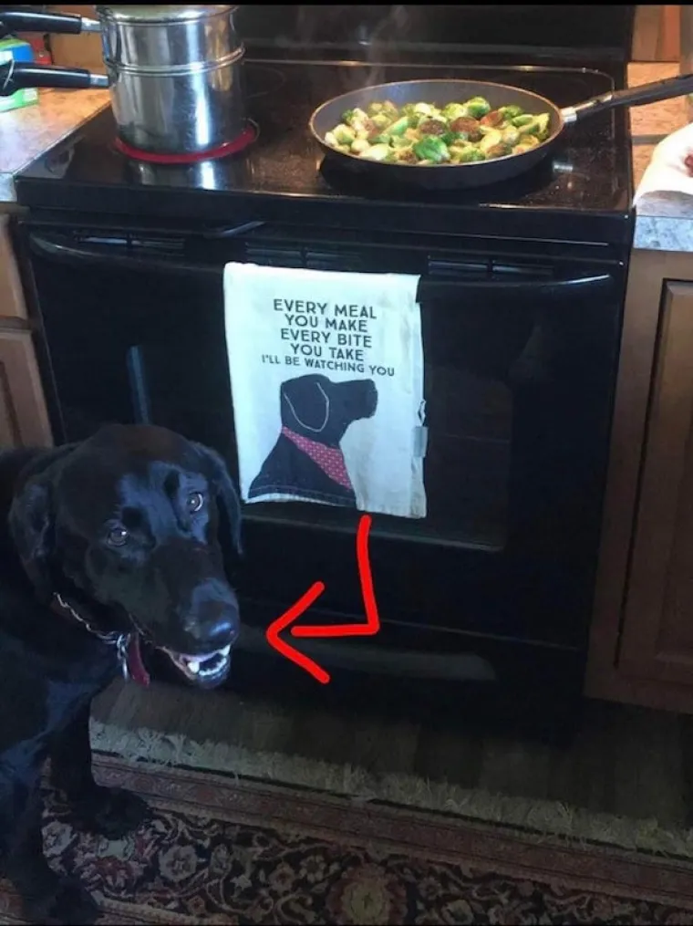 ONI BI ZA HRANU UČINILI DOSLOVNO SVE: Urnebesne fotografije pokazuju o kakvim je žicaro&scaron;ima riječ