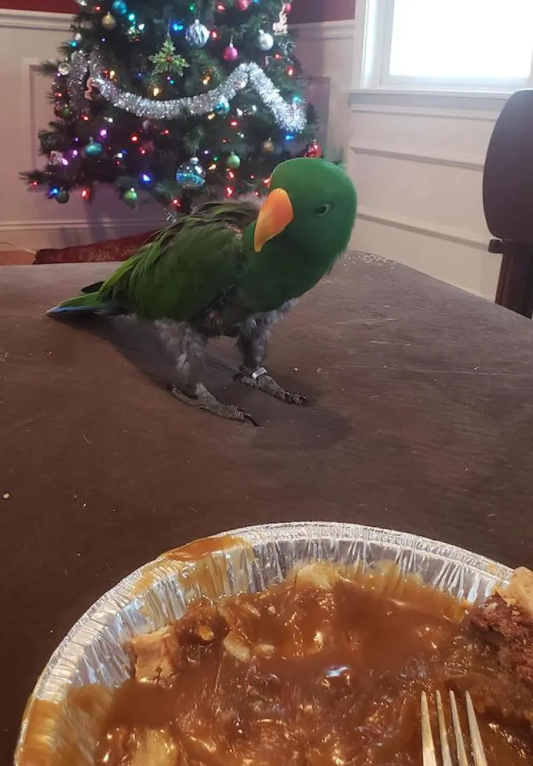 ONI BI ZA HRANU UČINILI DOSLOVNO SVE: Urnebesne fotografije pokazuju o kakvim je žicaro&scaron;ima riječ